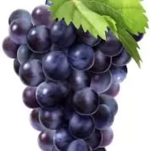 Black Grapes-నల్లద్రాక్ష-(Nalladraksha)