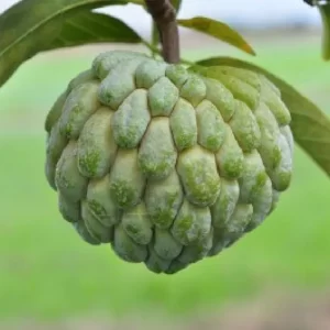 Custard Apple-సీతాఫలాపకాయ-(Seethaphalapakaya)