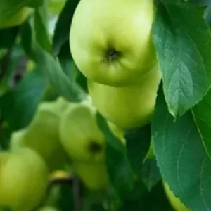 Green Apples-గ్రీన్ అప్ప్లీపండు-(Green Applepandu)