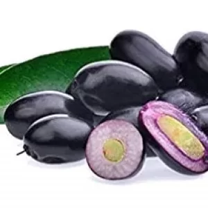 Java Plum-నేరేడుపండు-(Nerupandu)