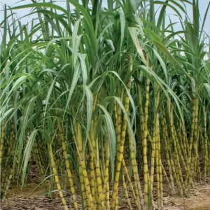 SugarCane-చెరకుగడ-(Cherukugada)
