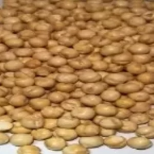 Bataneelu – బఠానీలు