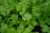 Coriander-కొత్తిమీర-(Kothimeera)