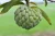 Custard Apple-సీతాఫలాపకాయ-(Seethaphalapakaya)