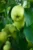 Green Apples-గ్రీన్ అప్ప్లీపండు-(Green Applepandu)
