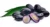 Java Plum-నేరేడుపండు-(Nerupandu)