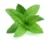 Mint-పొదినా(Podhinaa)