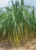 SugarCane-చెరకుగడ-(Cherukugada)