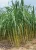 SugarCane-చెరకుగడ-(Cherukugada)
