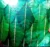 Backdrop Cloth for Pooja Decoration Traditional / Background Curtain Cloth for Pooja / Festival Decoration for Home / Diwali, Festivals